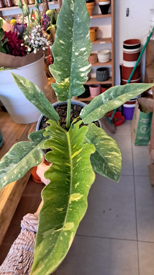 Filodendro Xanadu Variegado