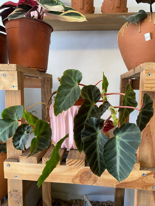 Begonia variedad