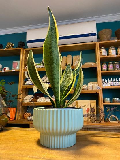 Sansevieria Superba