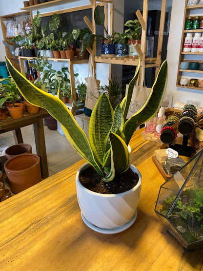 Sansevieria Superba