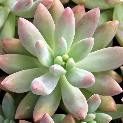Graptosedum Darley Sunshine