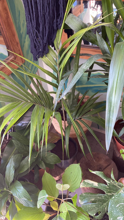 Palmera Kentia
