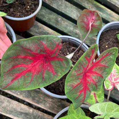 Caladium