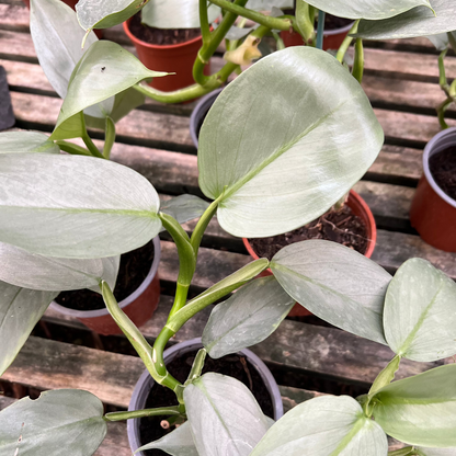 Filodendro Silver Sword