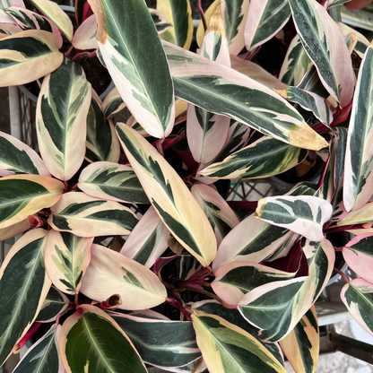 Calathea Stromanthe Triostar