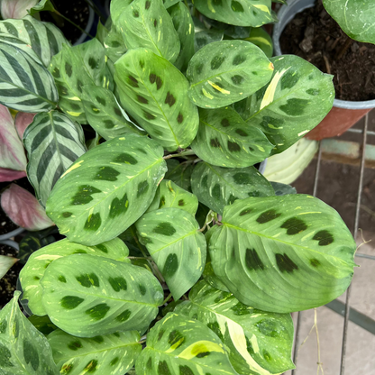Maranta Kerchoveana Variegada S