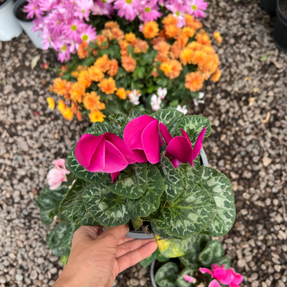 Cyclamen (Violeta Persa)