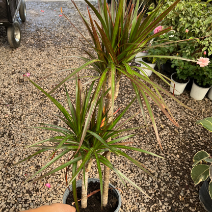 Dracena Colorama XL (Duo)