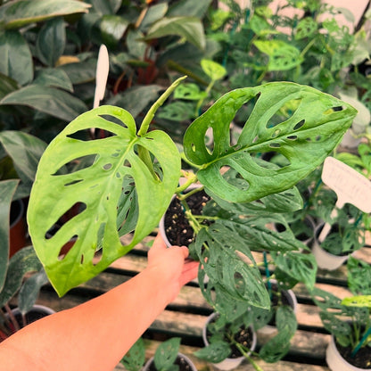 Monstera Adansonii Acuminata