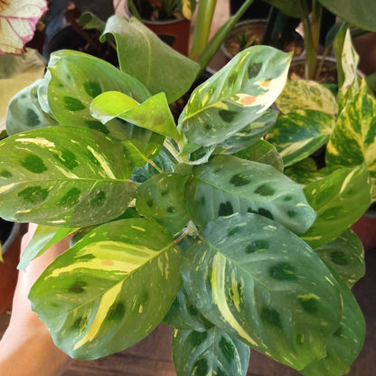 Maranta Kerchoveana Variegada S