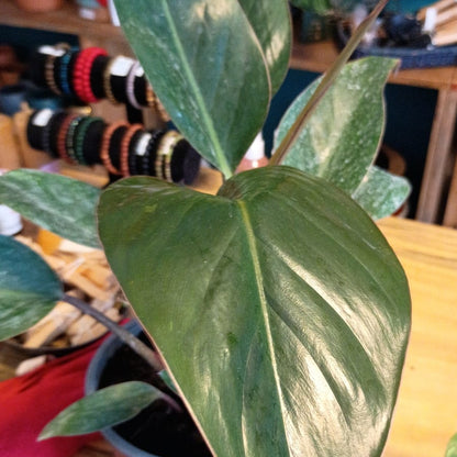 Filodendro Congo L