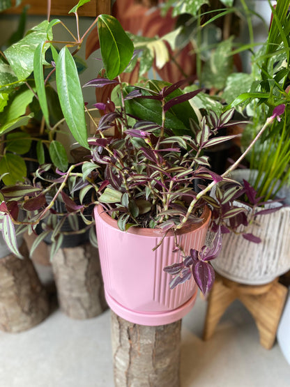 Tradescantia Zebrina