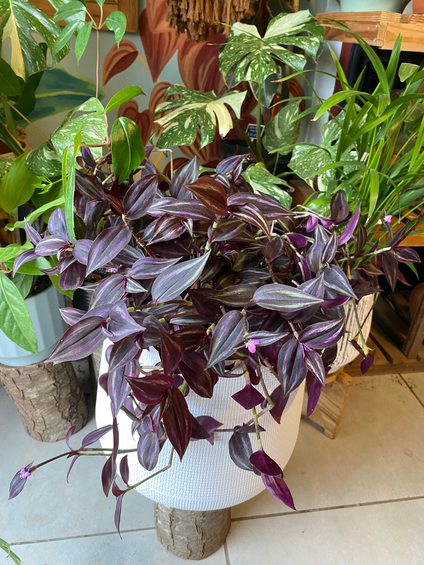 Tradescantia Zebrina