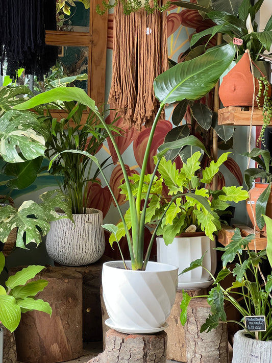 Strelitzia Nicolai + Macetero Cerámica