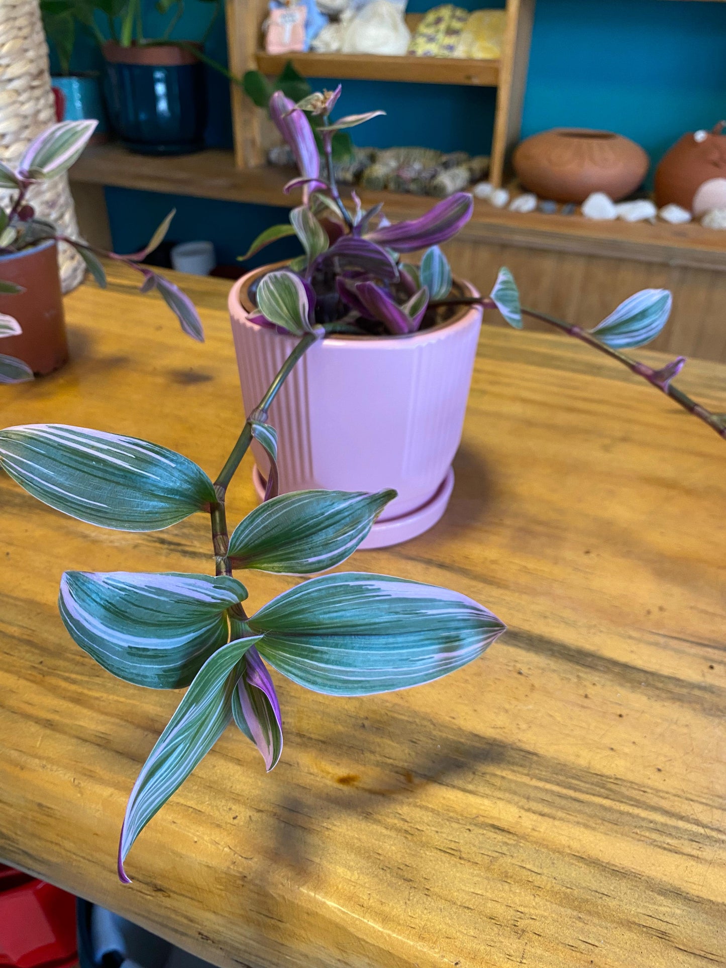 Tradescantia Nanouk