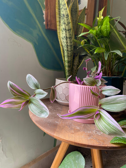 Tradescantia Nanouk