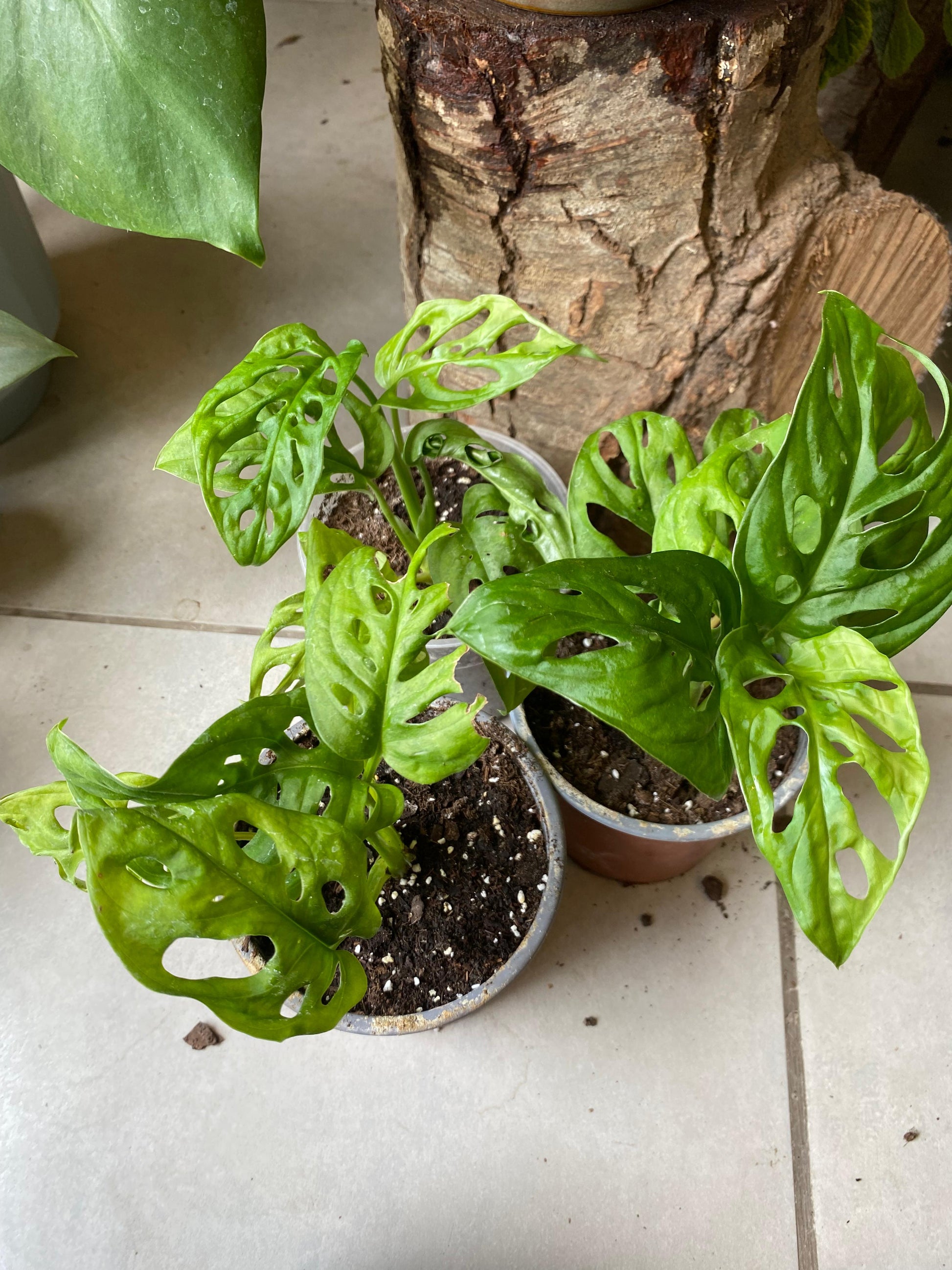 monstera adansonii acuminata Monstera Adansonii Acuminata – La Loca de las Plantas