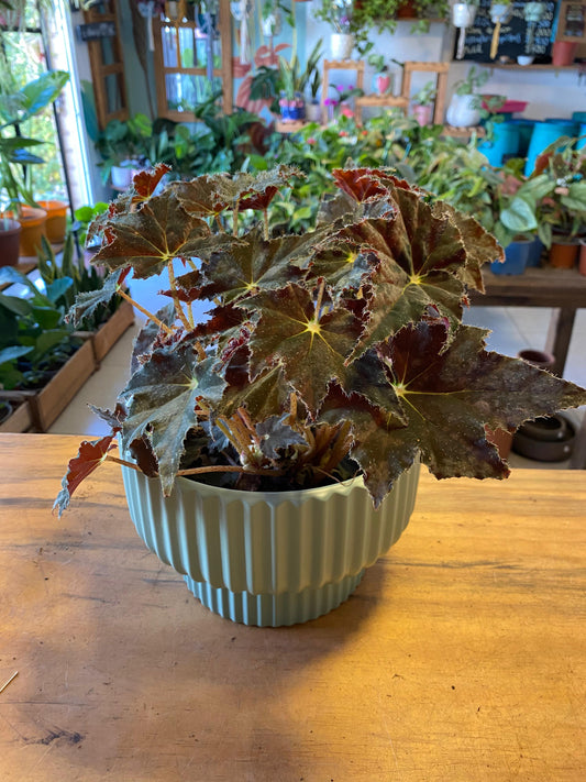 Begonia Black Velvet