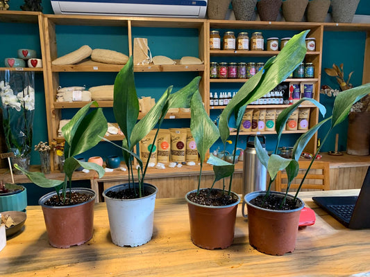 Aspidistra