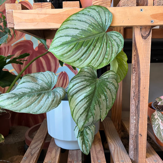 Filodendro Pastazanum Silver