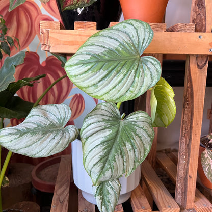 Filodendro Pastazanum Silver