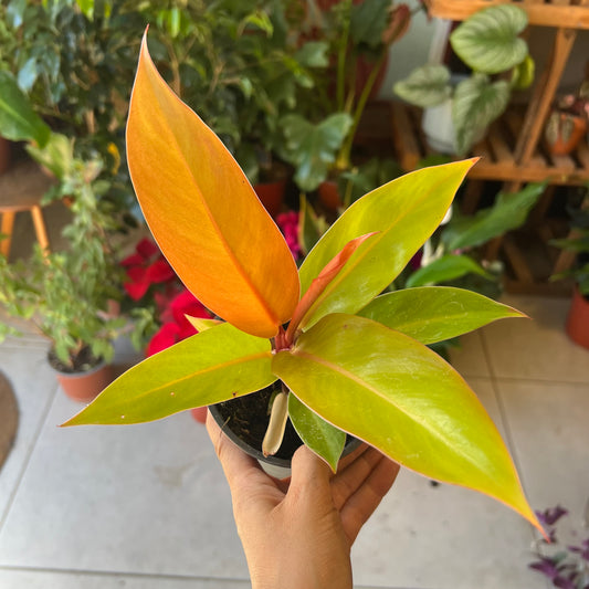 Filodendro Princes Orange