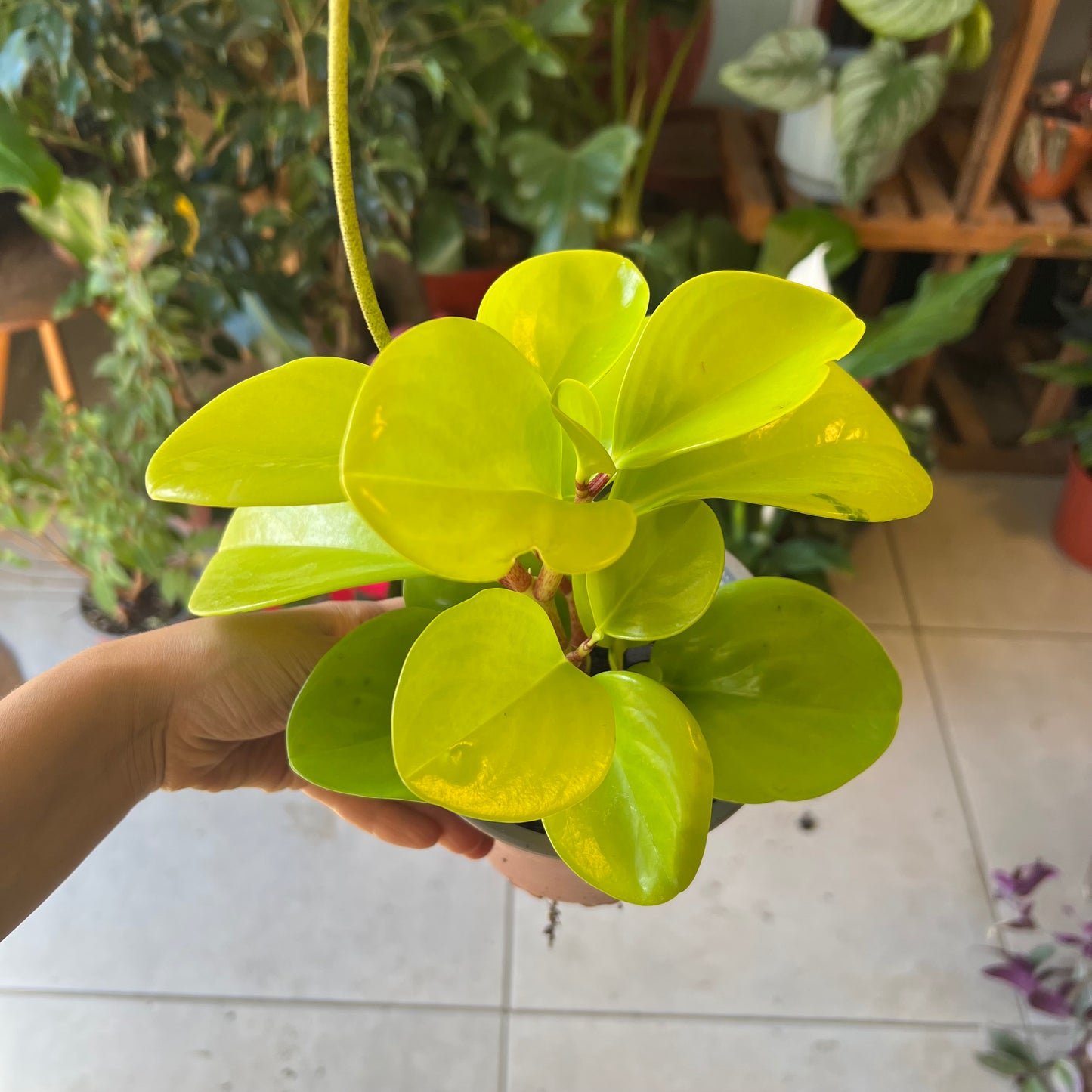 Peperomia Lemon Lime