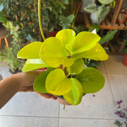 Peperomia Lemon Lime