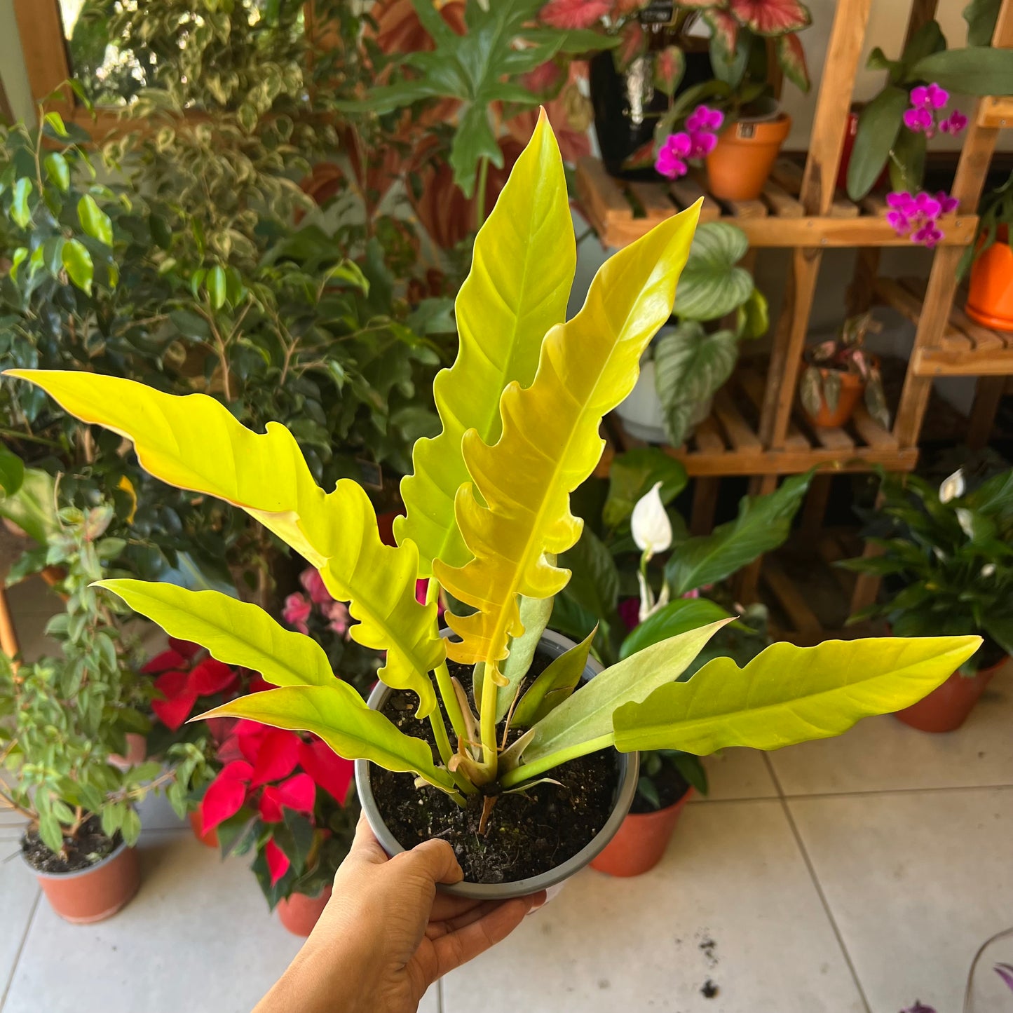Filodendro Narrow Golden