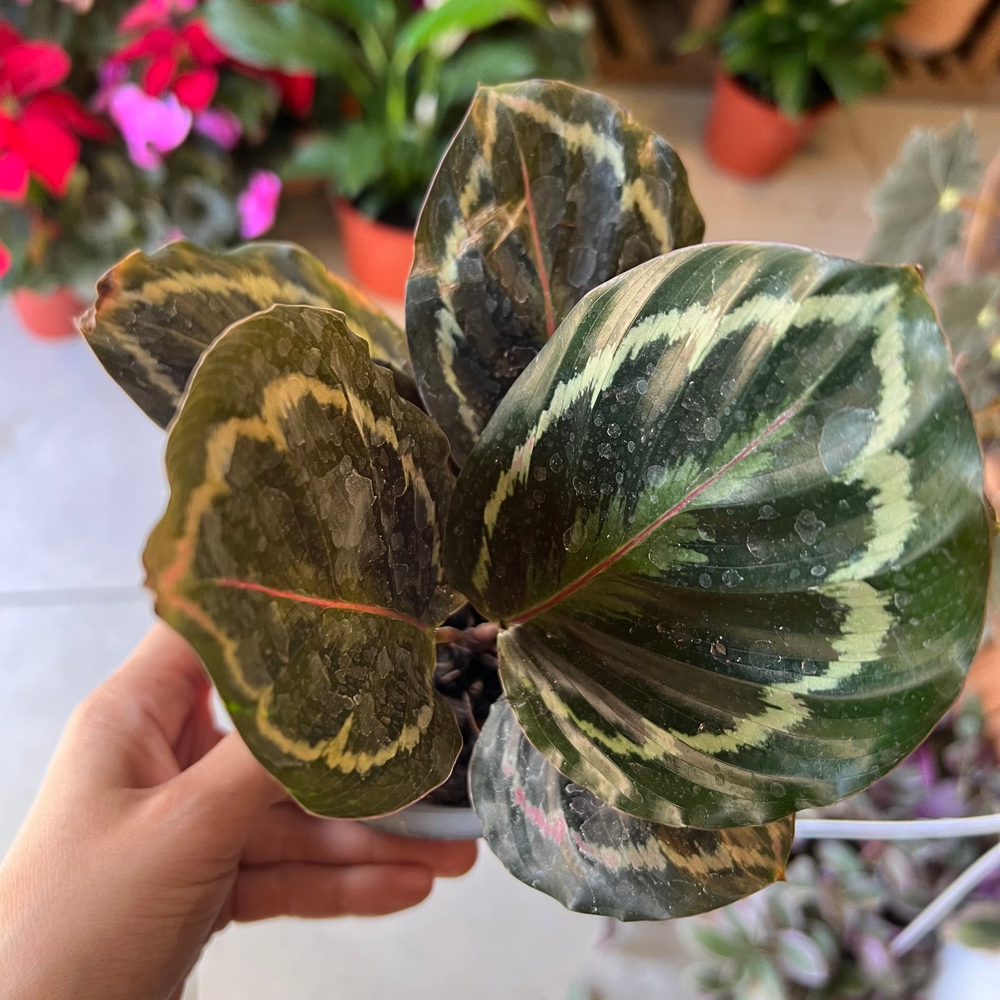 Calathea Roseopicta