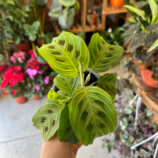 Maranta Lemon Lime