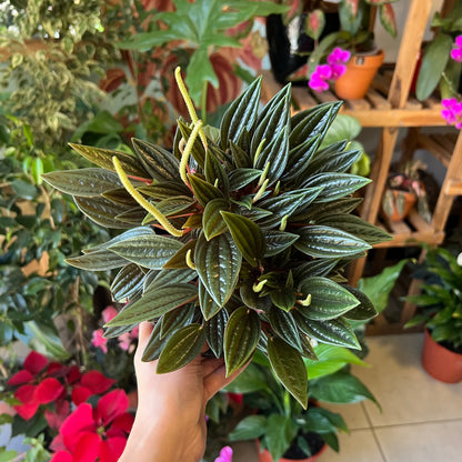 Peperomia caperata Rosso