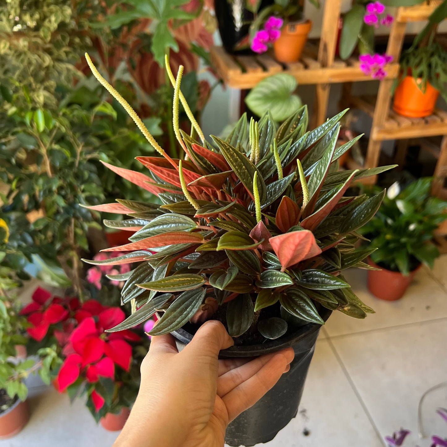 Peperomia caperata Rosso