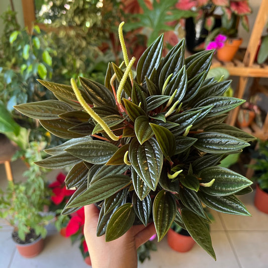 Peperomia caperata Rosso
