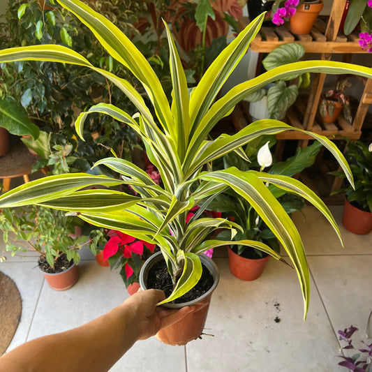 Dracena Lemon Lime