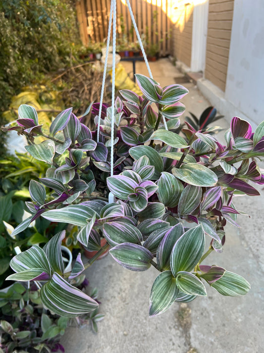 Tradescantia Nanouk