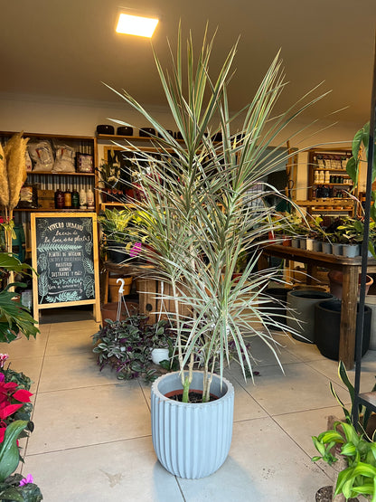 Dracena Marginata Tricolor