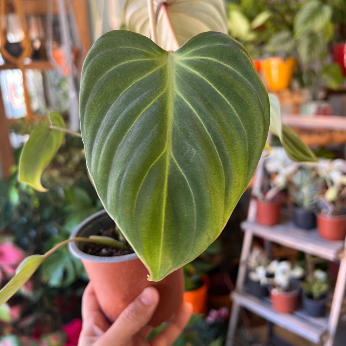 Filodendro Gloriosum