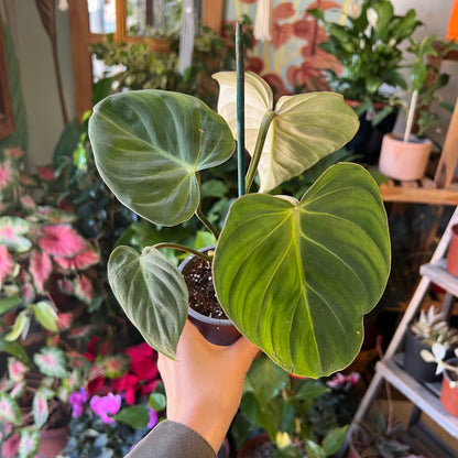 Filodendro Gloriosum