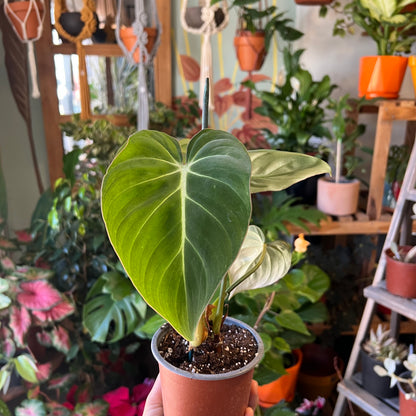 Filodendro Gloriosum