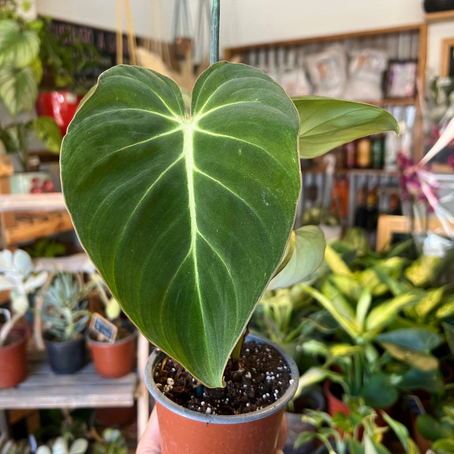 Filodendro Gloriosum