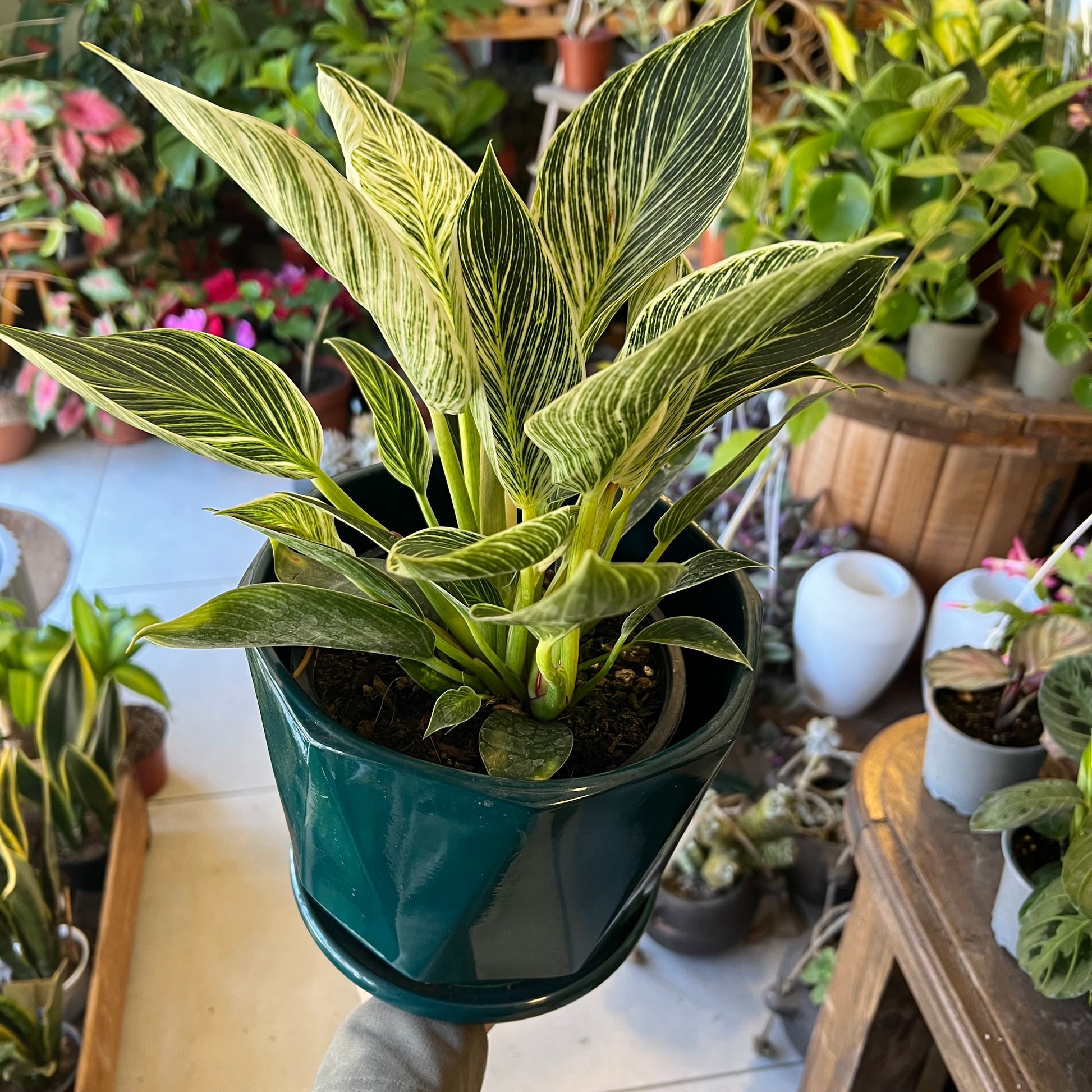 philodendron birkin cuidados Filodendro Birkin – La Loca de las Plantas