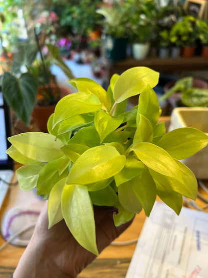 Filodendro Malay Gold