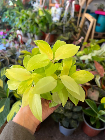Filodendro Malay Gold