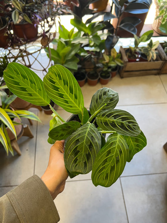 Maranta Leuconera Golden