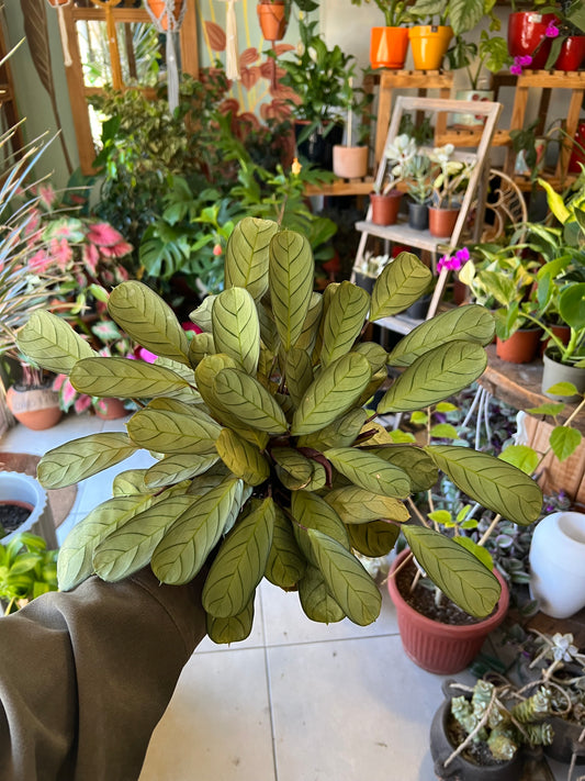Calathea Amagris