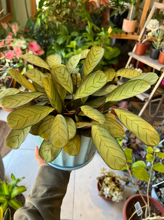 Calathea Amagris