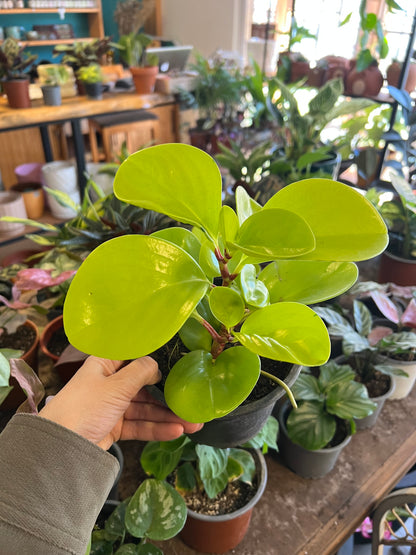 Peperomia Lemon Lime