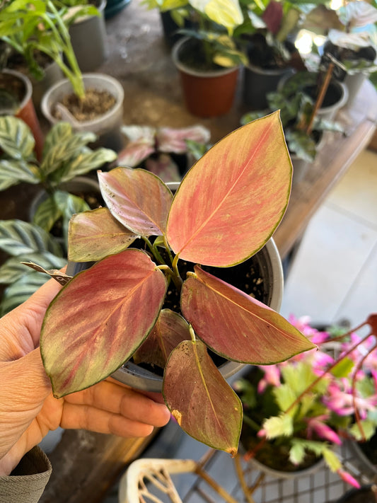Calathea Picturata Silver Plate