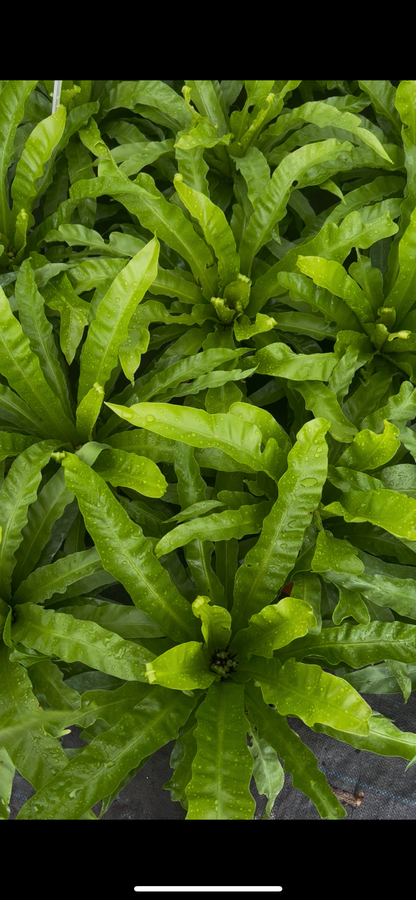 Helecho Asplenium (nido De Aguila)